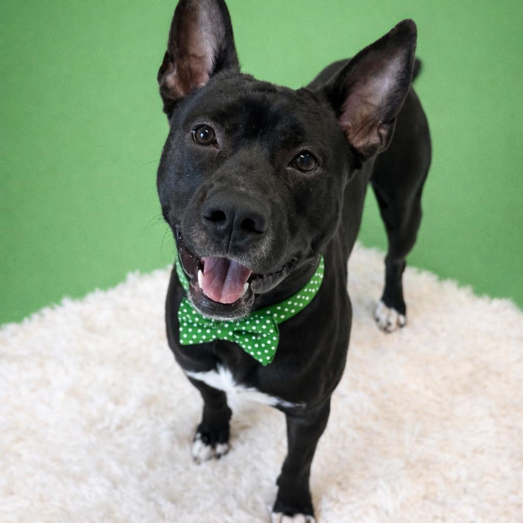 Enlarge Onion, a Adoptable mixed breed in Binghamton, NY image 2/4