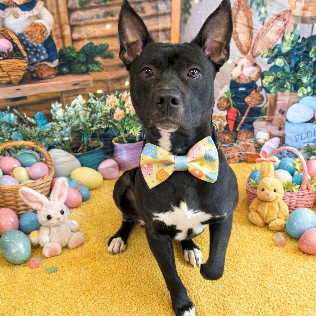 Enlarge Onion, a Adoptable mixed breed in Binghamton, NY image 4/4