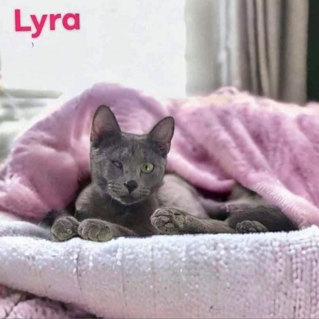Enlarge Lyra, a Adoptable Russian Blue in Nashville, GA image 1/1