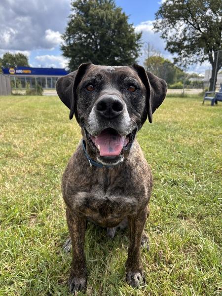 Enlarge Car Jacker - In Foster, a Adoptable mixed breed in Richmond, VA image 1/2