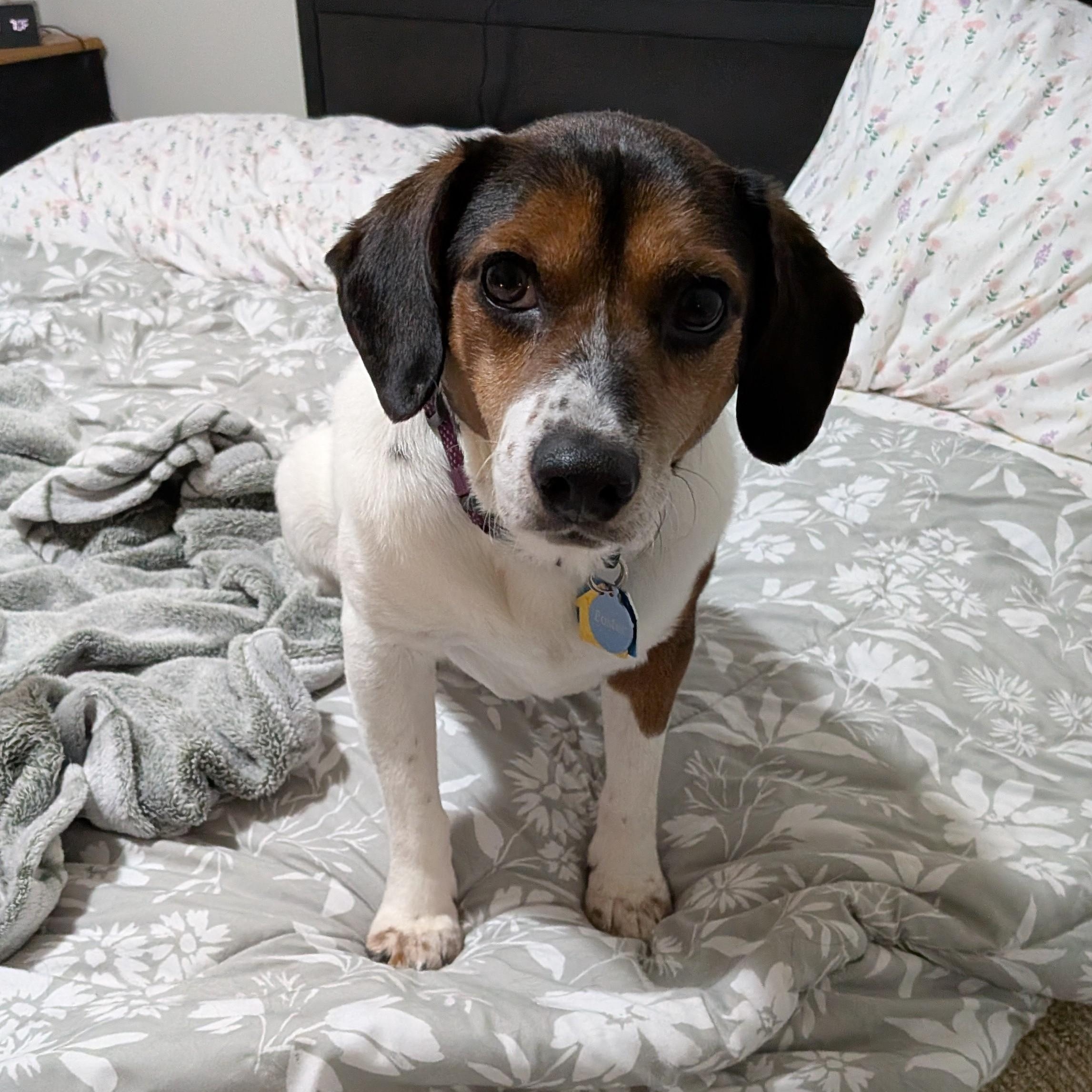 Enlarge Buddy , a Adoptable mixed breed in Bethlehem, PA image 1/6