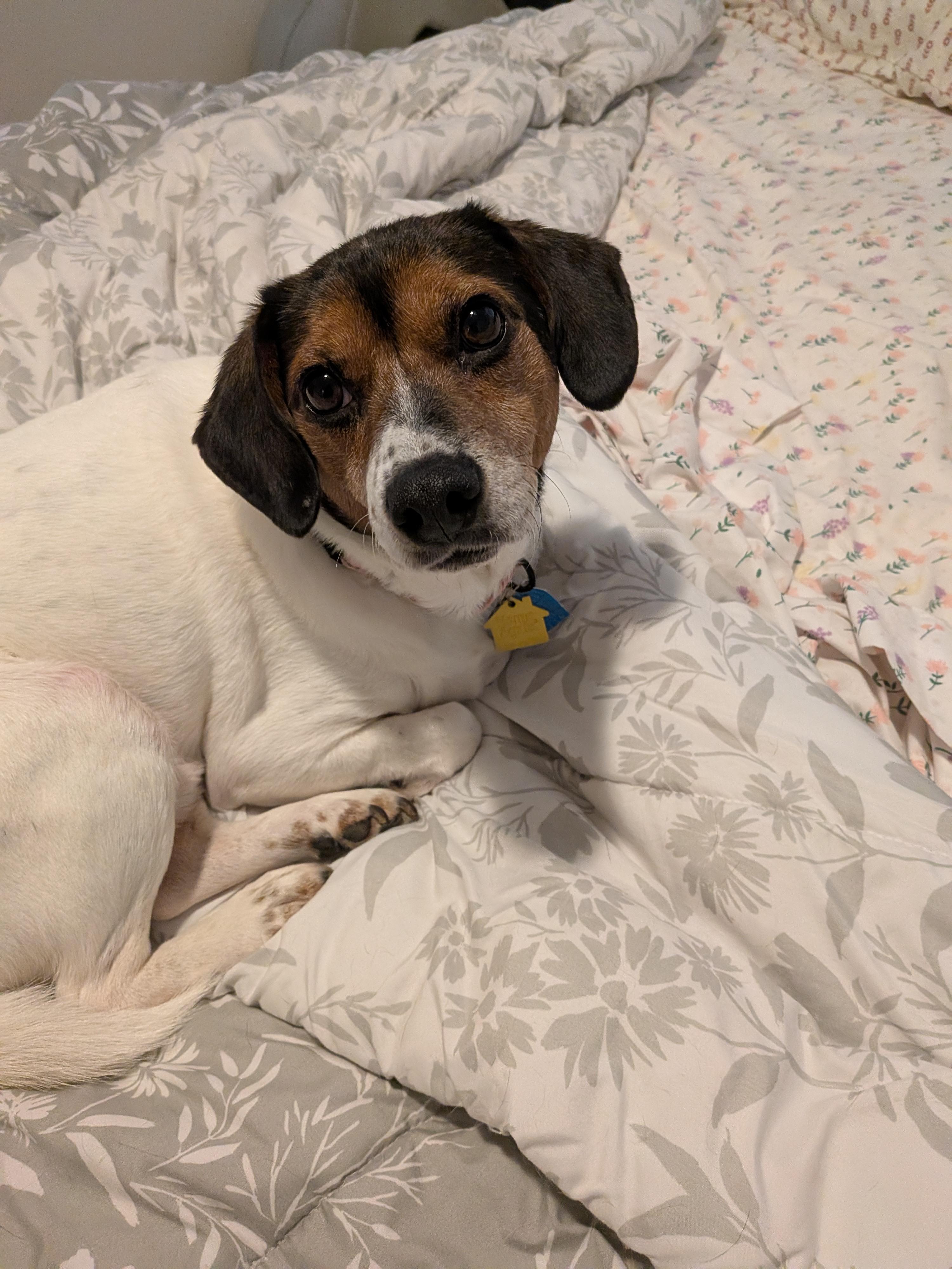 Enlarge Buddy , a Adoptable mixed breed in Bethlehem, PA image 5/6