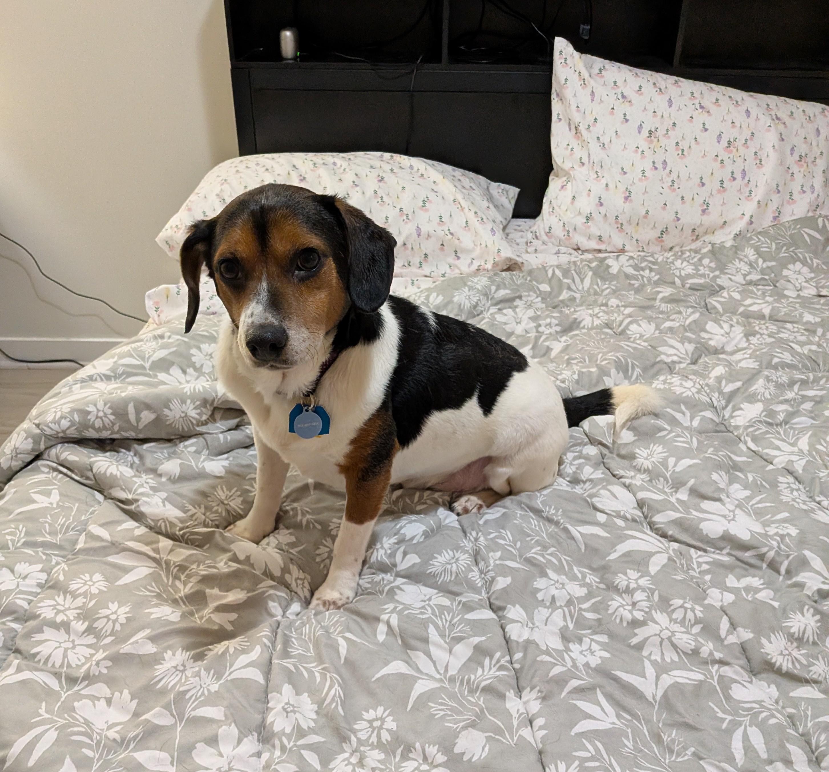 Enlarge Buddy , a Adoptable mixed breed in Bethlehem, PA image 6/6