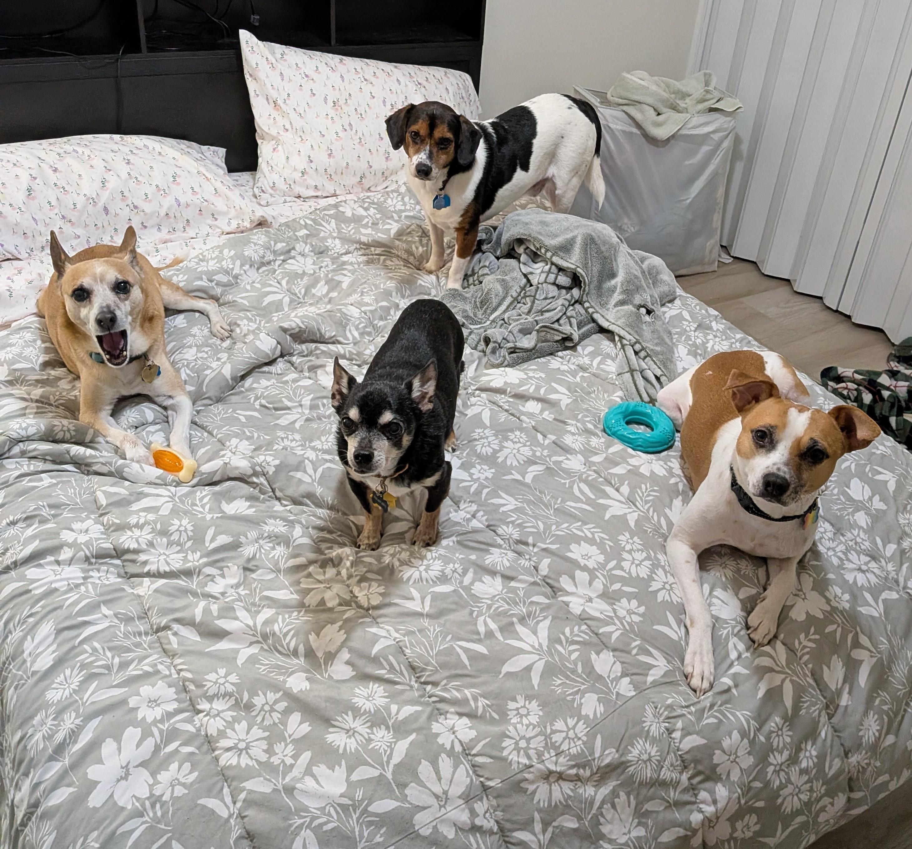 Enlarge Buddy , a Adoptable mixed breed in Bethlehem, PA image 4/6