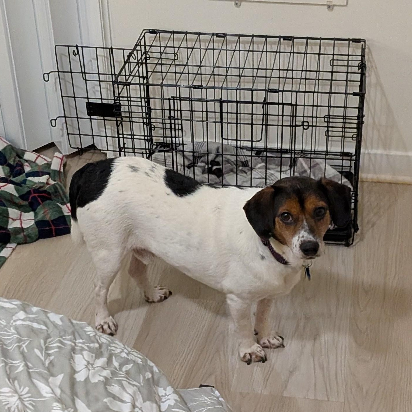 Enlarge Buddy , a Adoptable mixed breed in Bethlehem, PA image 3/6