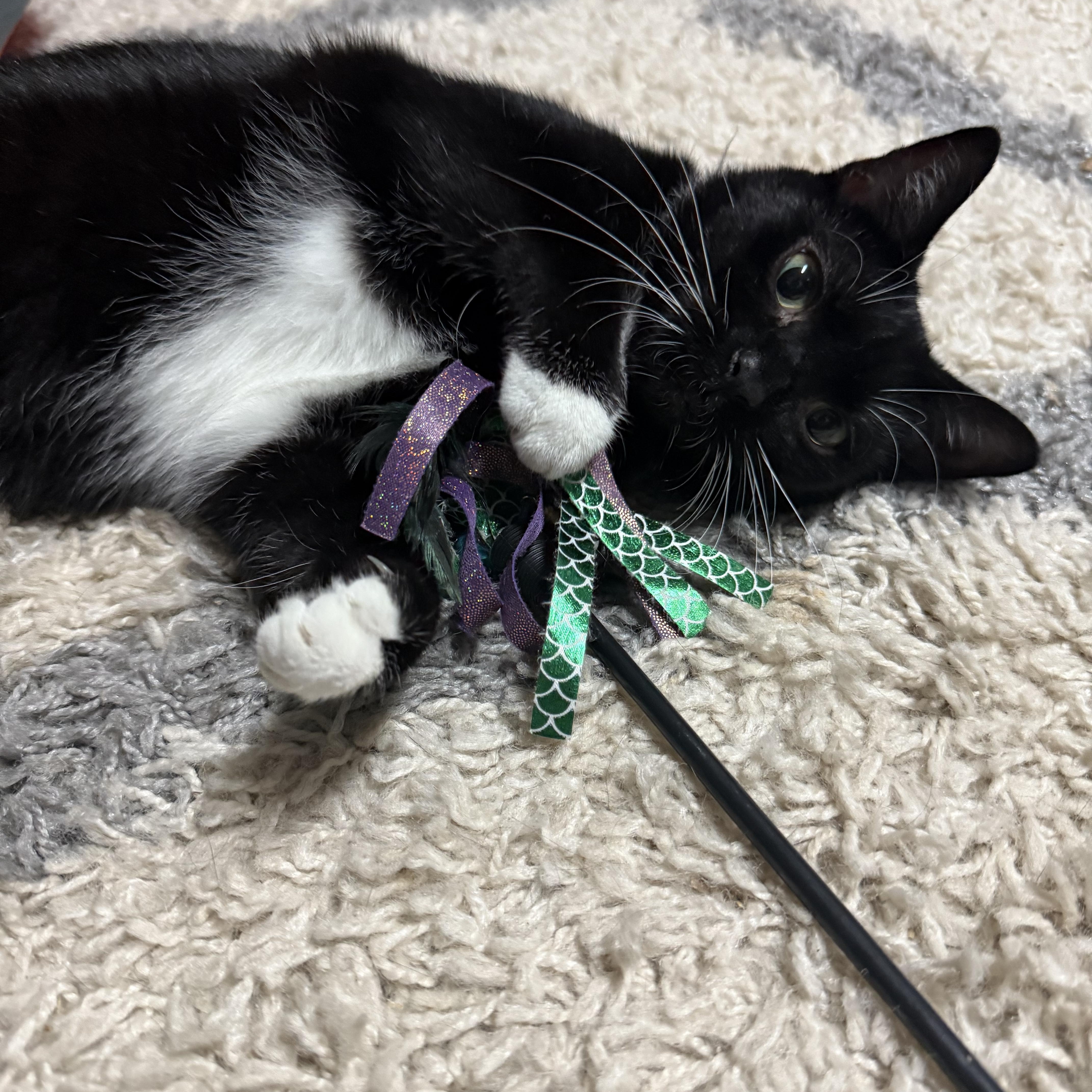 Enlarge Princess, a Adoptable Domestic Short Hair in Wilmington, NC image 4/6