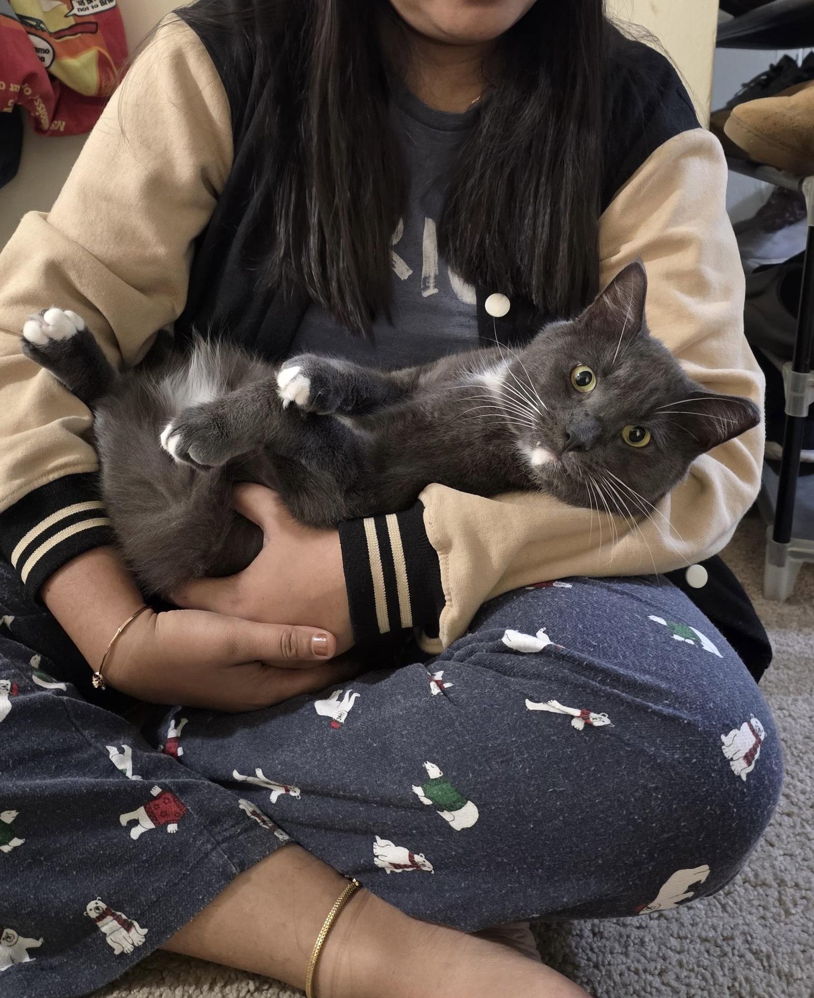 Enlarge PawPaw, a Adoptable Domestic Short Hair in Rockville, MD image 1/3