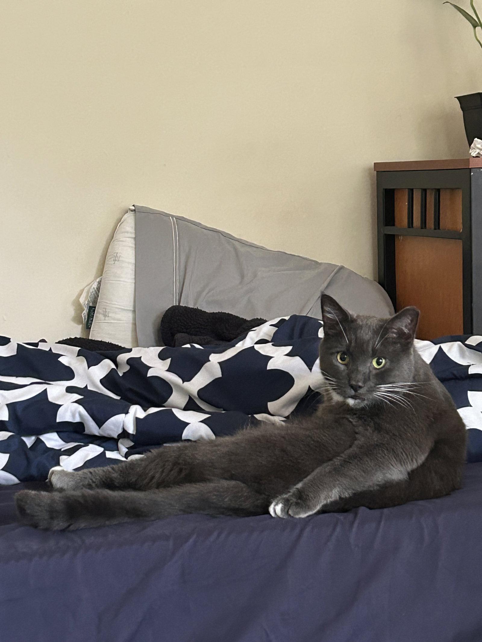Enlarge PawPaw, a Adoptable Domestic Short Hair in Rockville, MD image 2/3