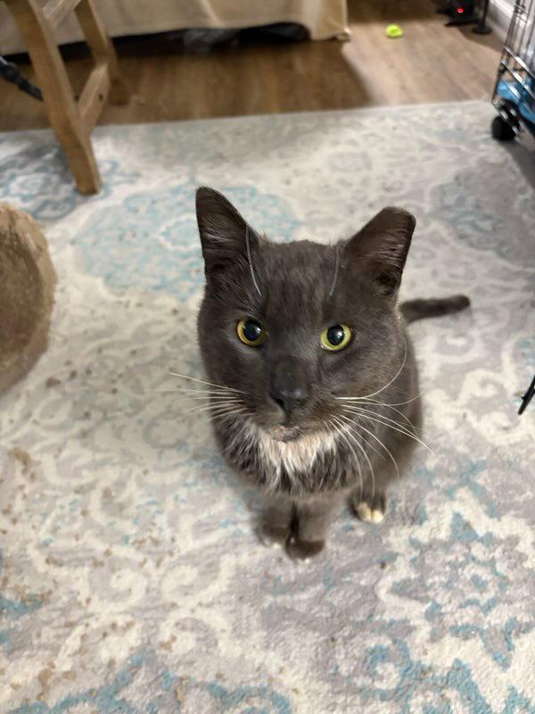 Enlarge PawPaw, a Adoptable Domestic Short Hair in Rockville, MD image 2/3
