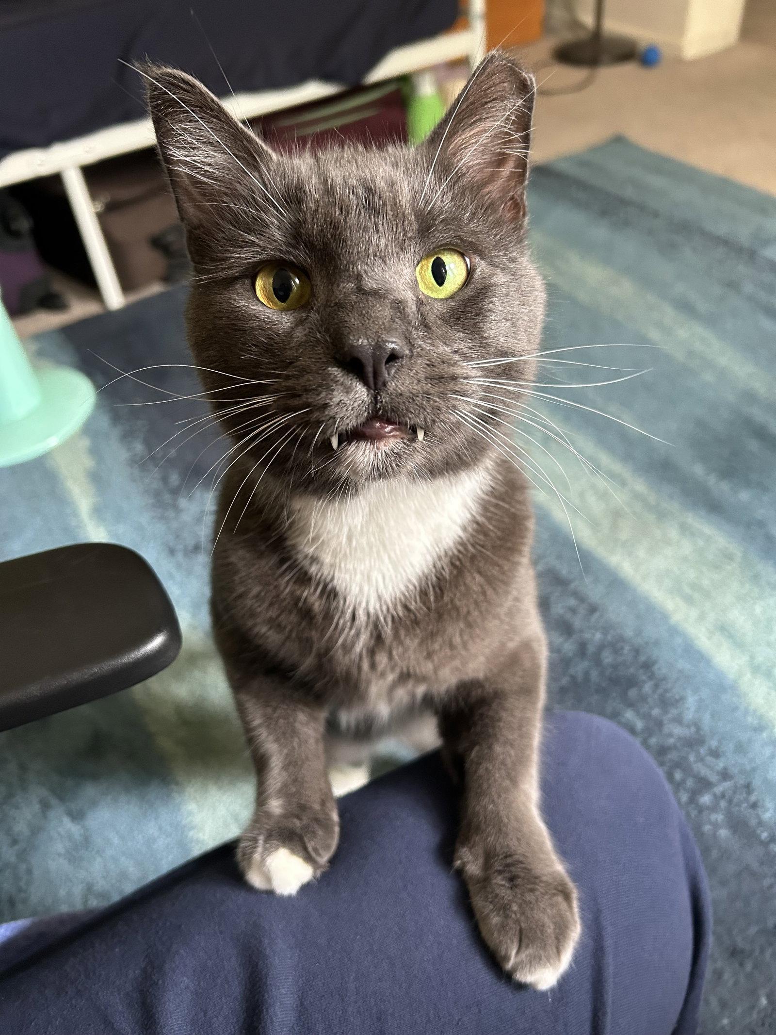 Enlarge PawPaw, a Adoptable Domestic Short Hair in Rockville, MD image 3/3