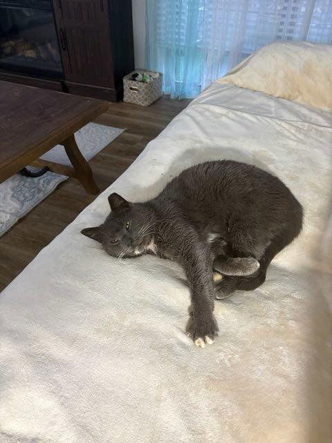 Enlarge PawPaw, a Adoptable Domestic Short Hair in Rockville, MD image 3/3