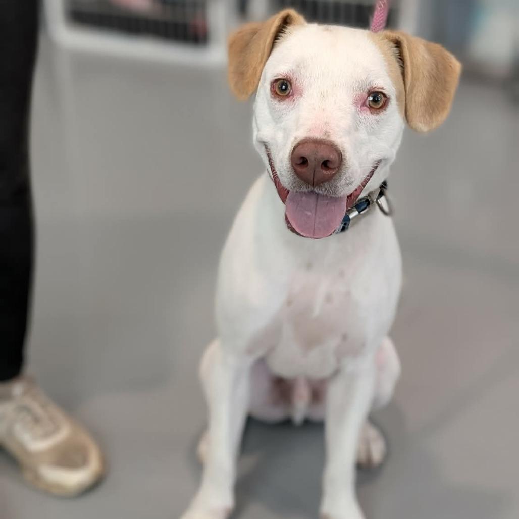 Enlarge Jack Jack, a Adoptable Pointer in CHANUTE, KS image 1/1