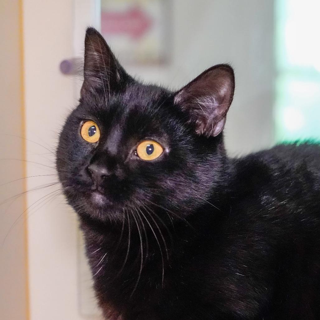 Millipede, a Adoptable Domestic Short Hair in Thomaston, ME image 1/4