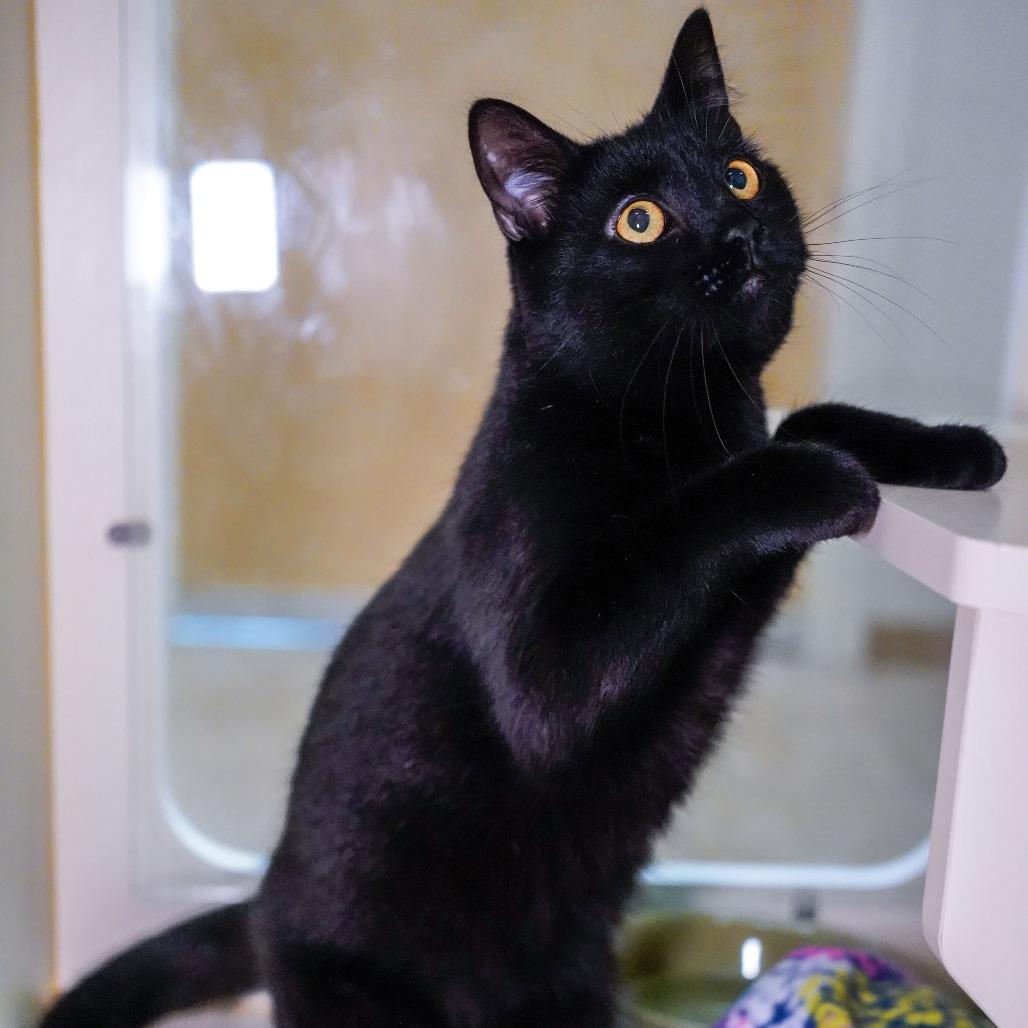 Millipede, a Adoptable Domestic Short Hair in Thomaston, ME image 2/4