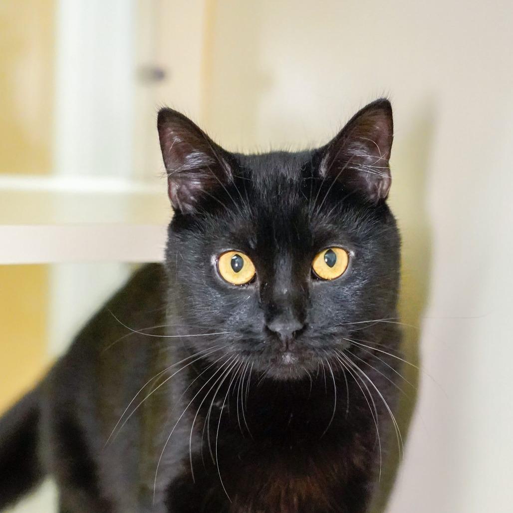 Millipede, a Adoptable Domestic Short Hair in Thomaston, ME image 3/4
