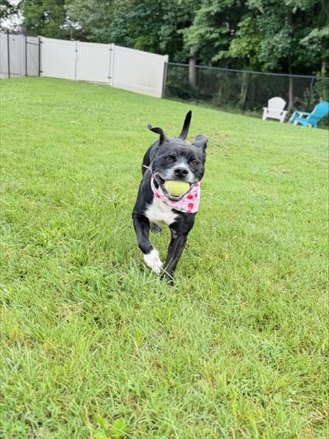 STELLA, Adoptable, Adult Female Labrador Retriever & Mixed Breed.