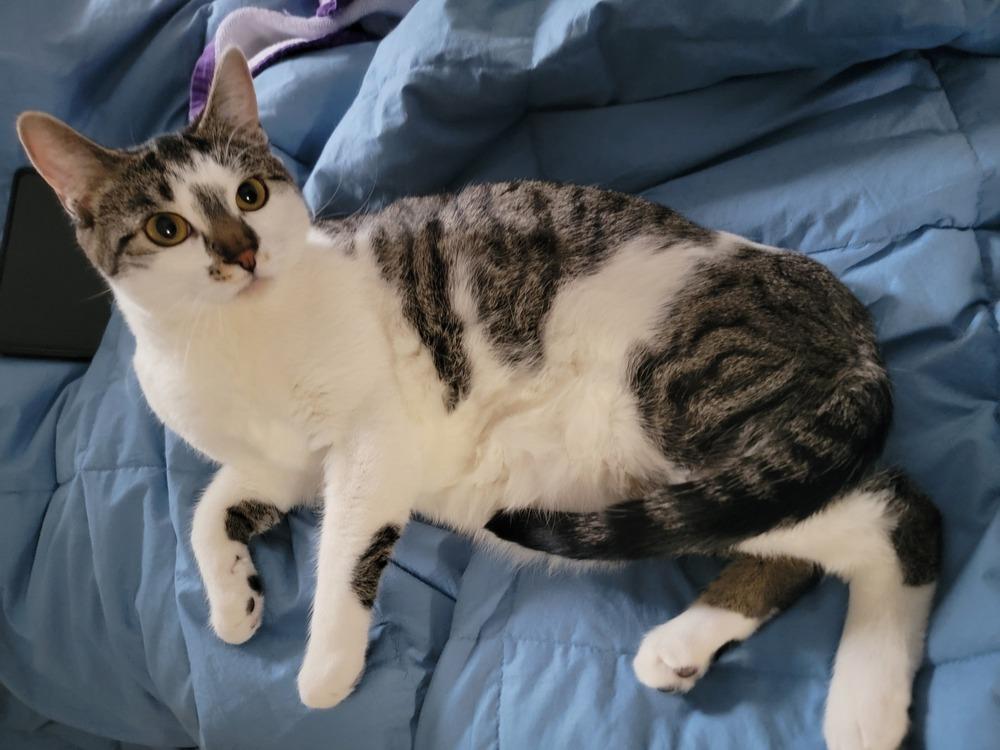 Enlarge Bronty, a Adoptable Domestic Short Hair in Ronkonkoma, NY image 3/5