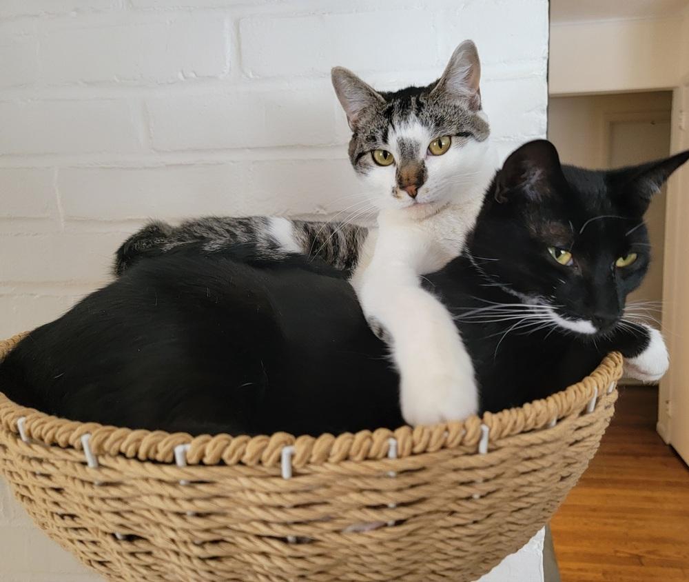 Enlarge Bronty, a Adoptable Domestic Short Hair in Ronkonkoma, NY image 4/5