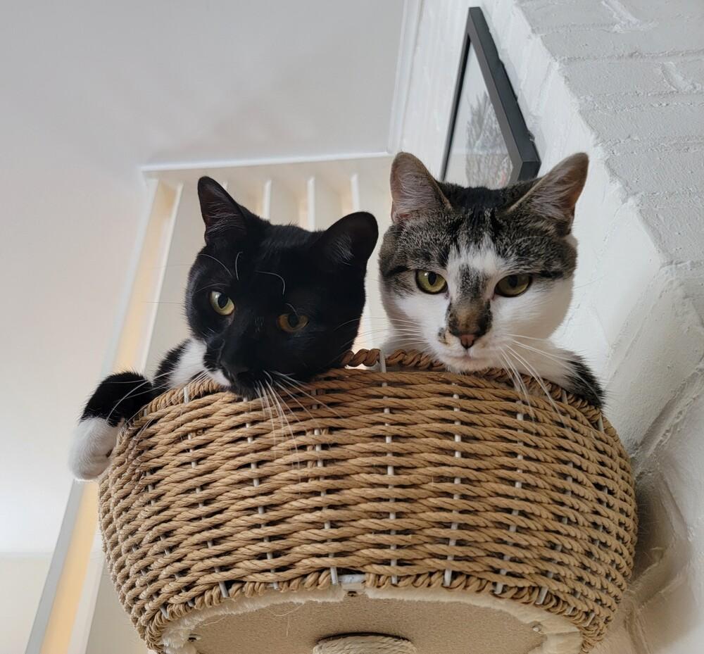 Enlarge Bronty, a Adoptable Domestic Short Hair in Ronkonkoma, NY image 5/5