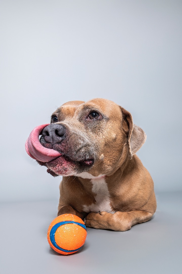 Meadow, a Adopted mixed breed in Phoenix, AZ image 2/5