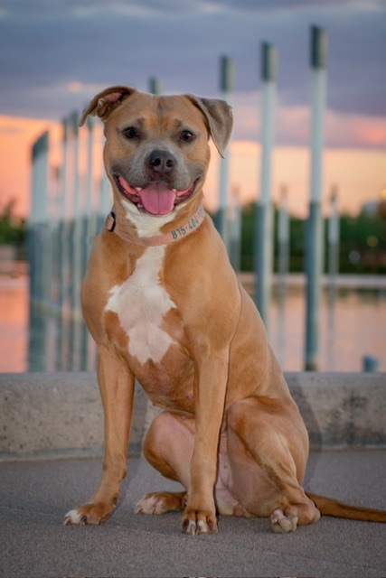 Meadow, a Adopted mixed breed in Phoenix, AZ image 3/5