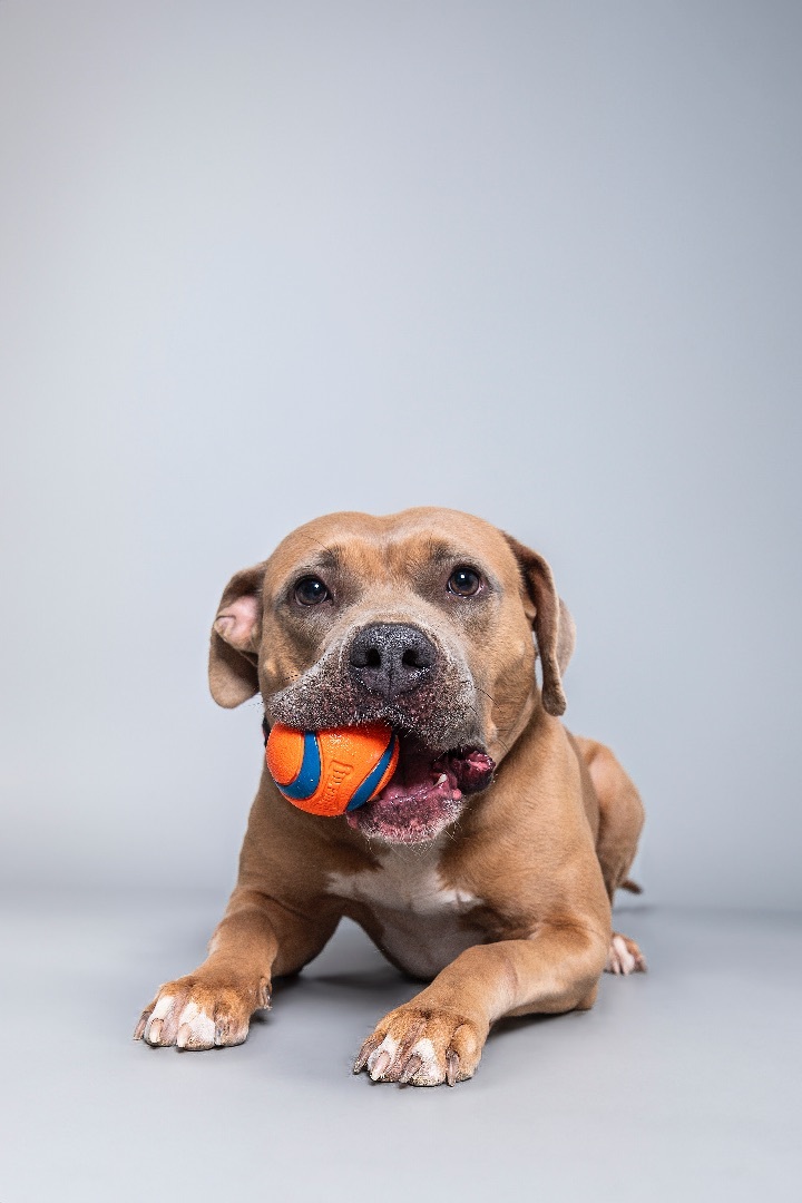 Meadow, Adopted, Adult Female American Staffordshire Terrier & Pit Bull Terrier.