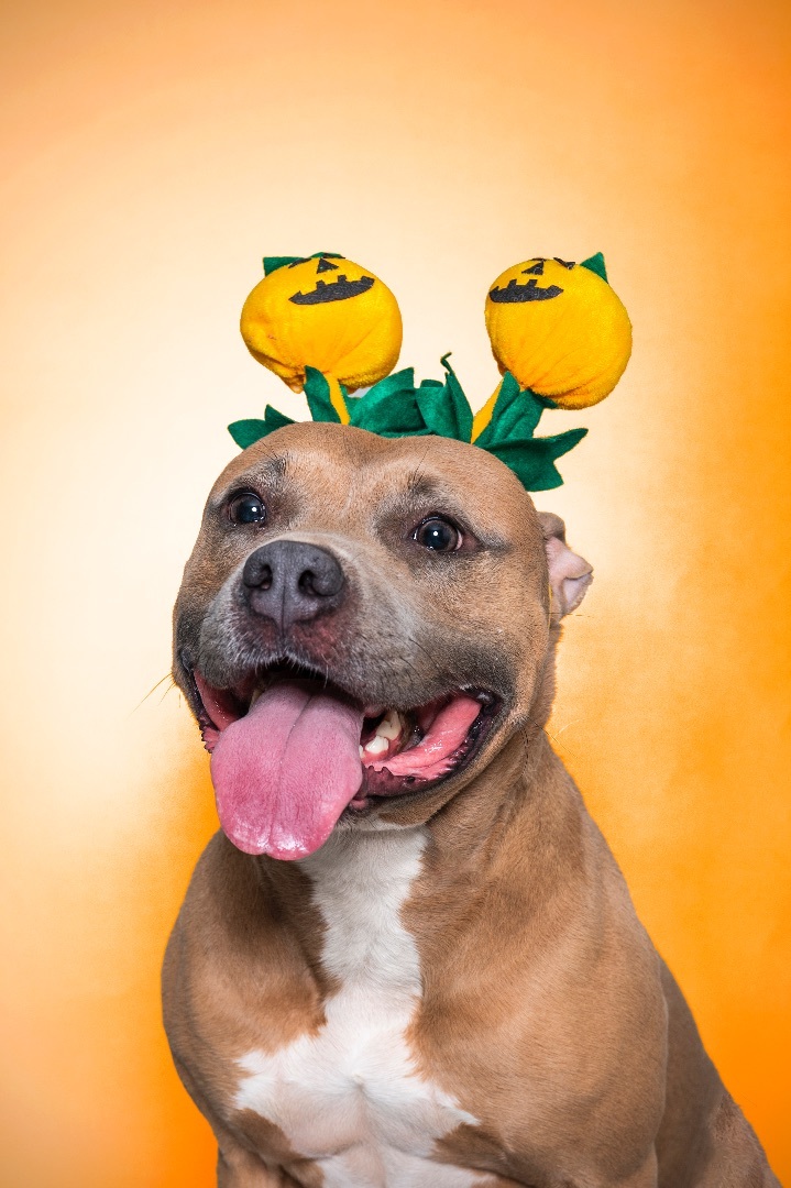 Meadow, a Adopted mixed breed in Phoenix, AZ image 4/5