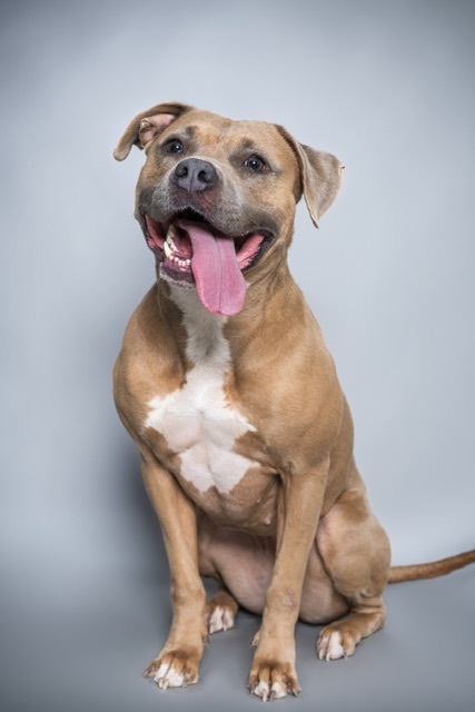 Meadow, a Adopted mixed breed in Phoenix, AZ image 5/5