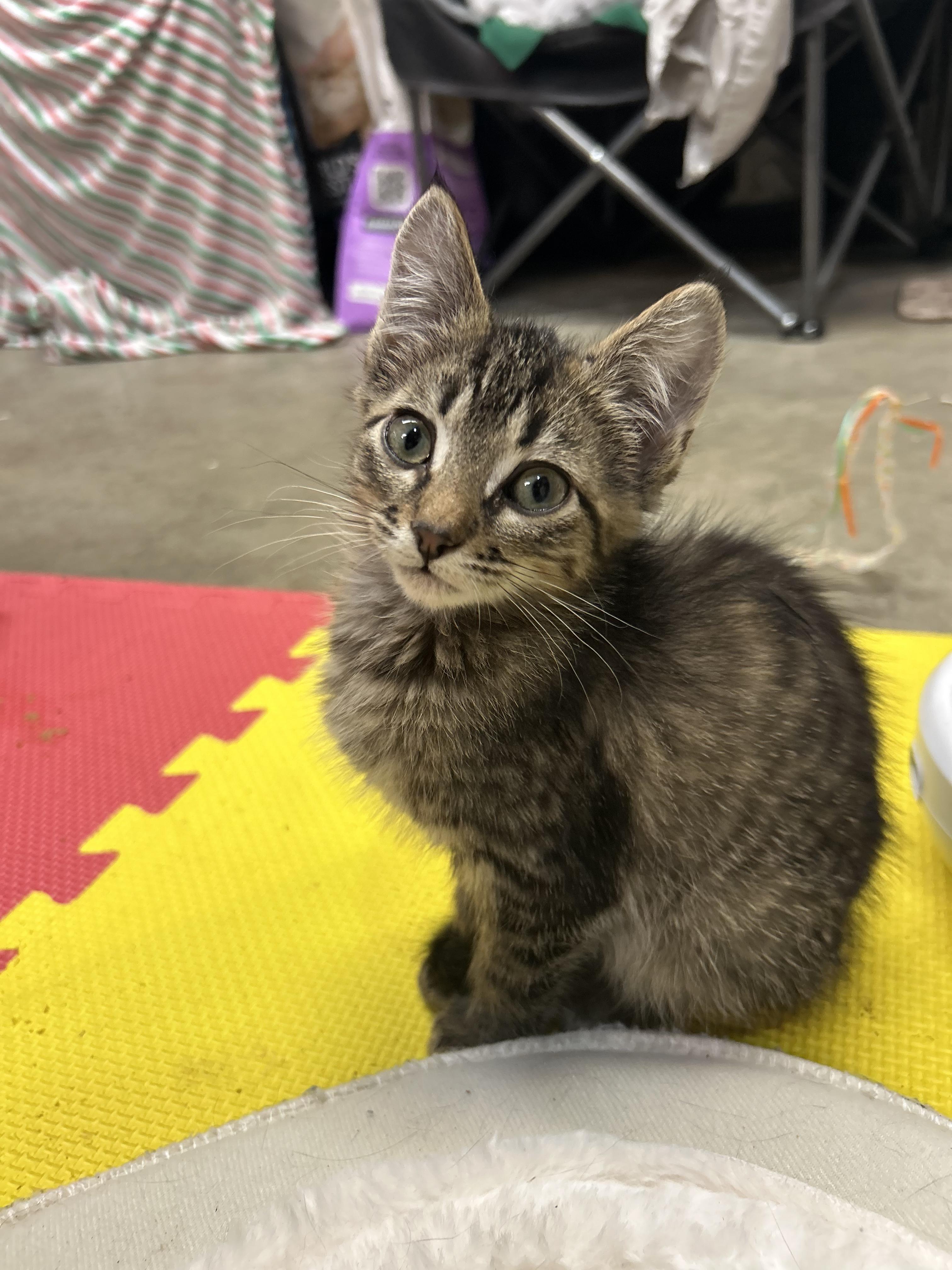 Enlarge Waffles, a Adoptable Domestic Short Hair in Tillamook, OR image 1/4