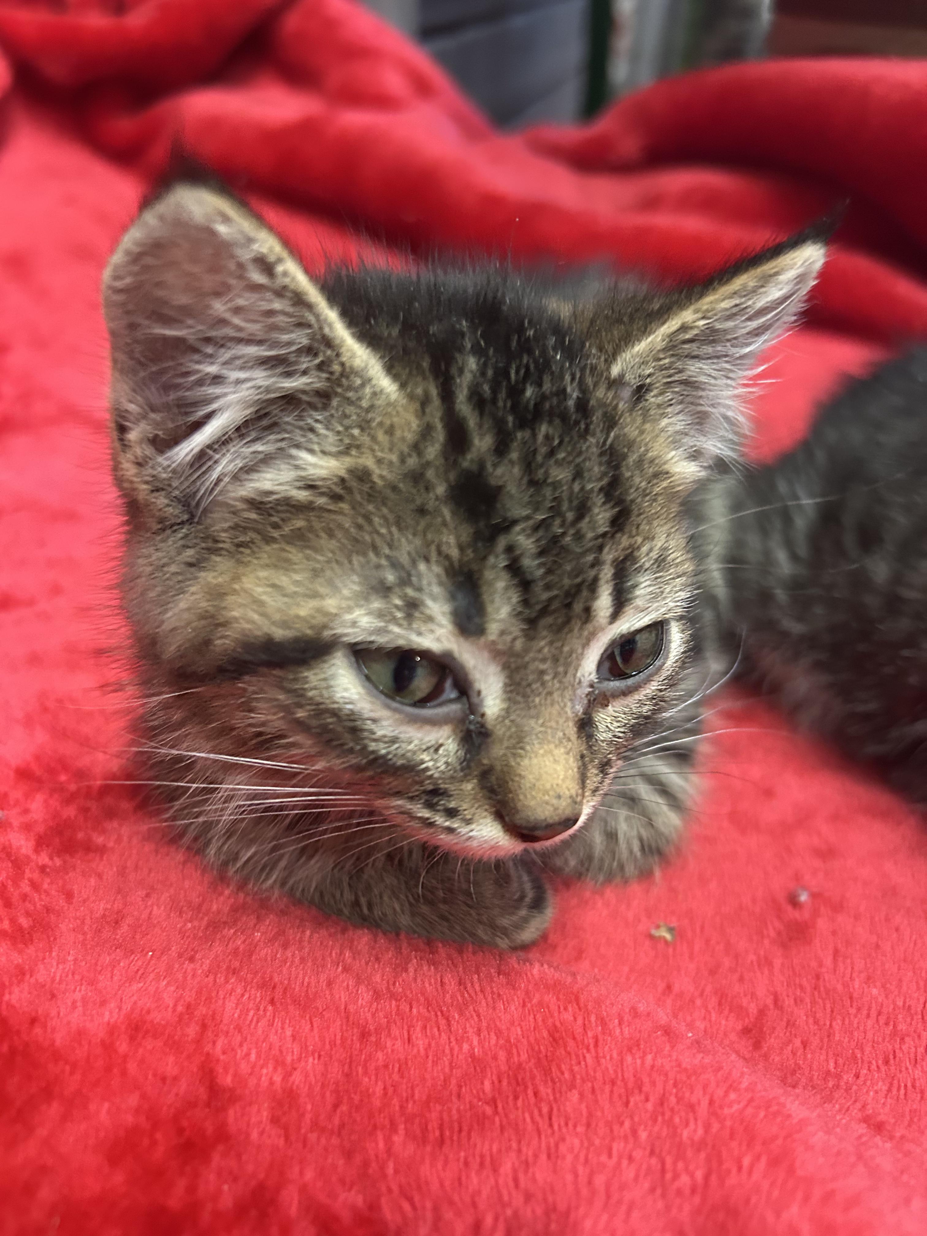 Enlarge Waffles, a Adoptable Domestic Short Hair in Tillamook, OR image 2/4