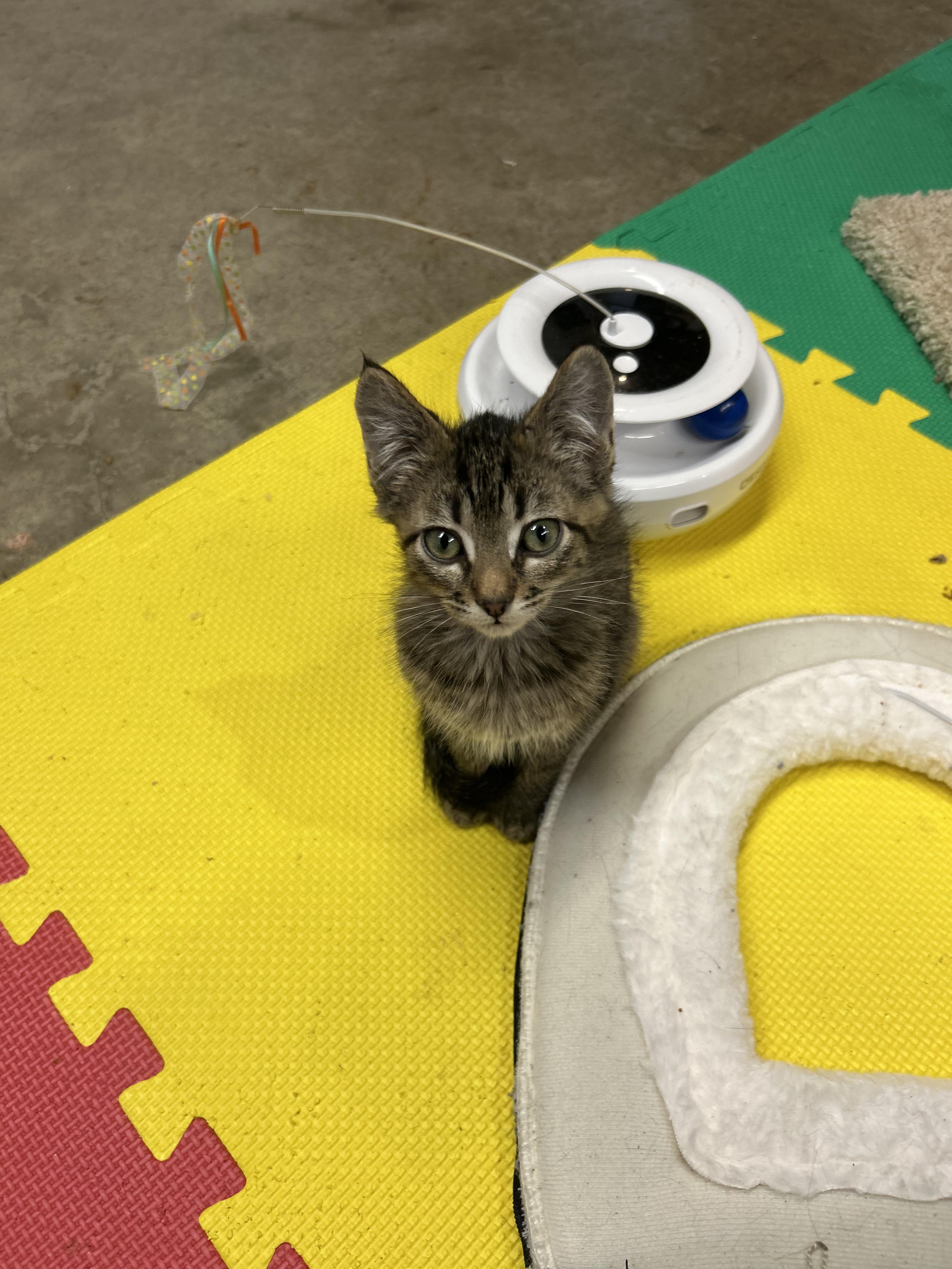 Enlarge Waffles, a Adoptable Domestic Short Hair in Tillamook, OR image 3/4