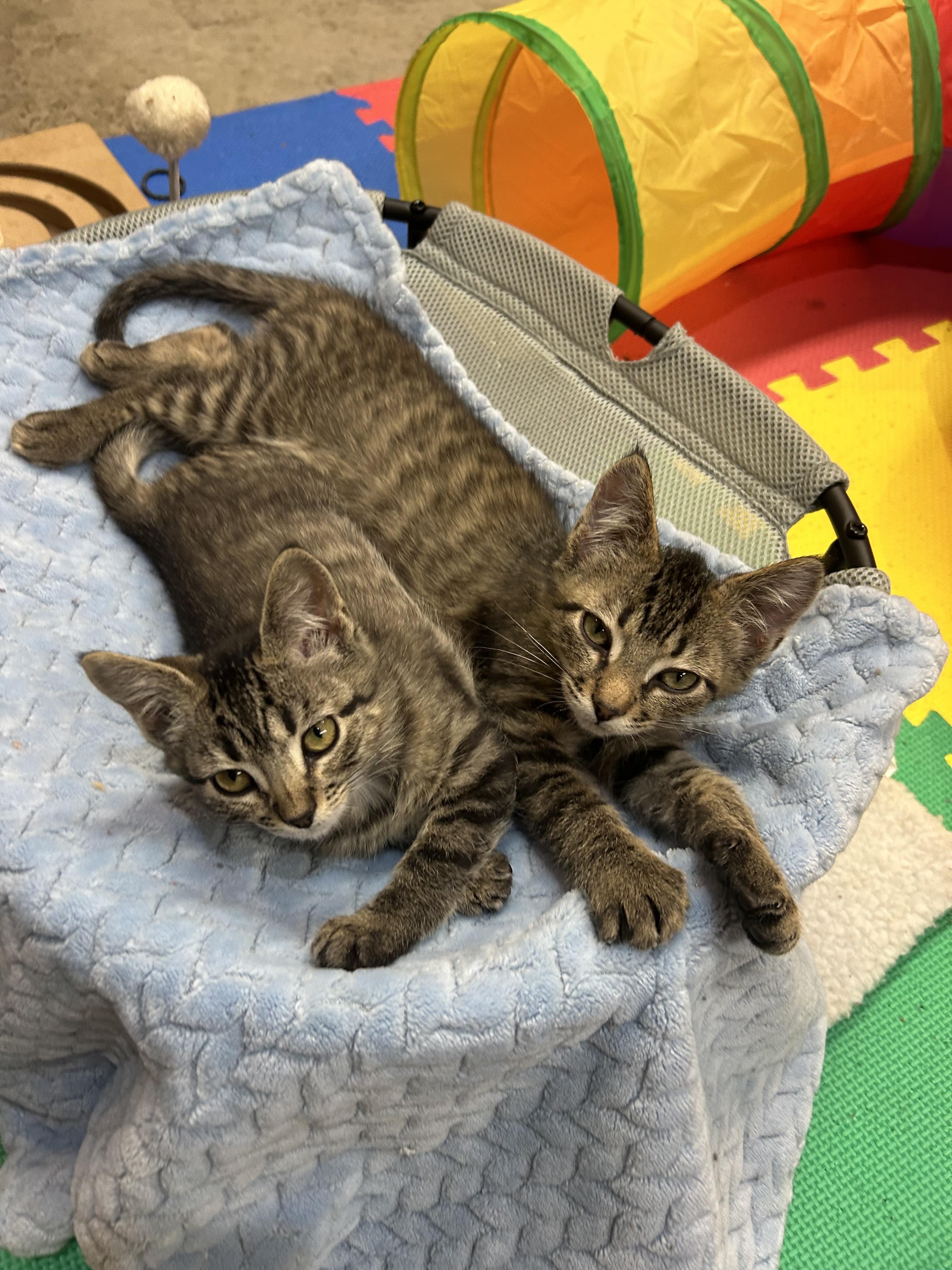 Enlarge Waffles, a Adoptable Domestic Short Hair in Tillamook, OR image 4/4