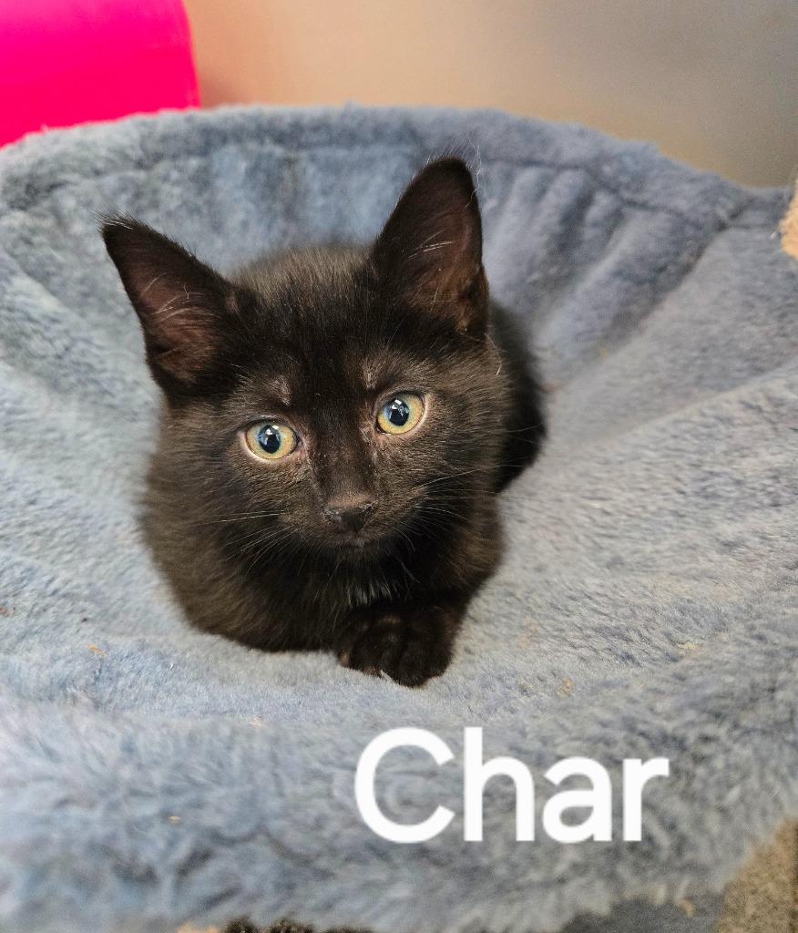 Char, Adopted, Young Female Domestic Short Hair.