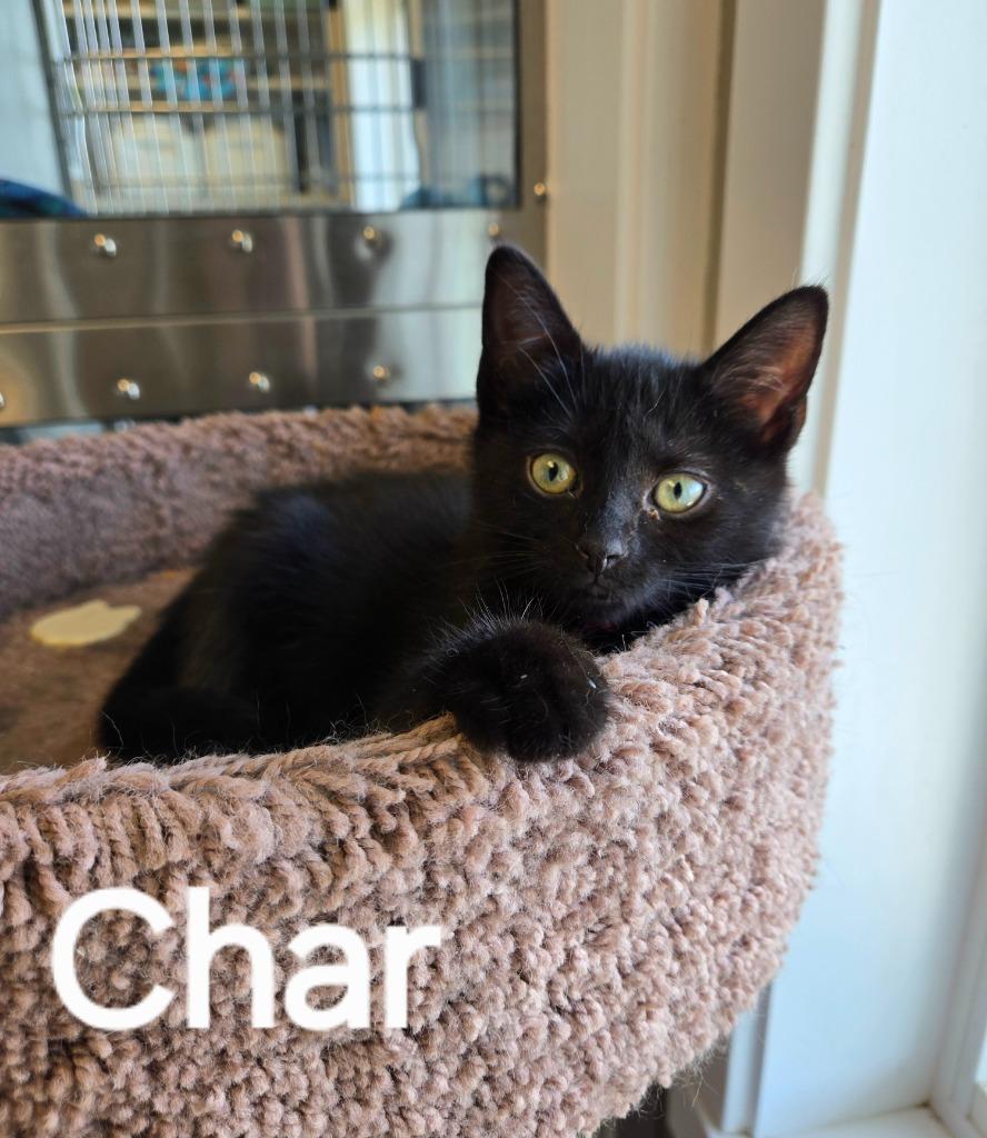 Enlarge Char, a Adopted mixed breed in Sidney, OH image 2/6