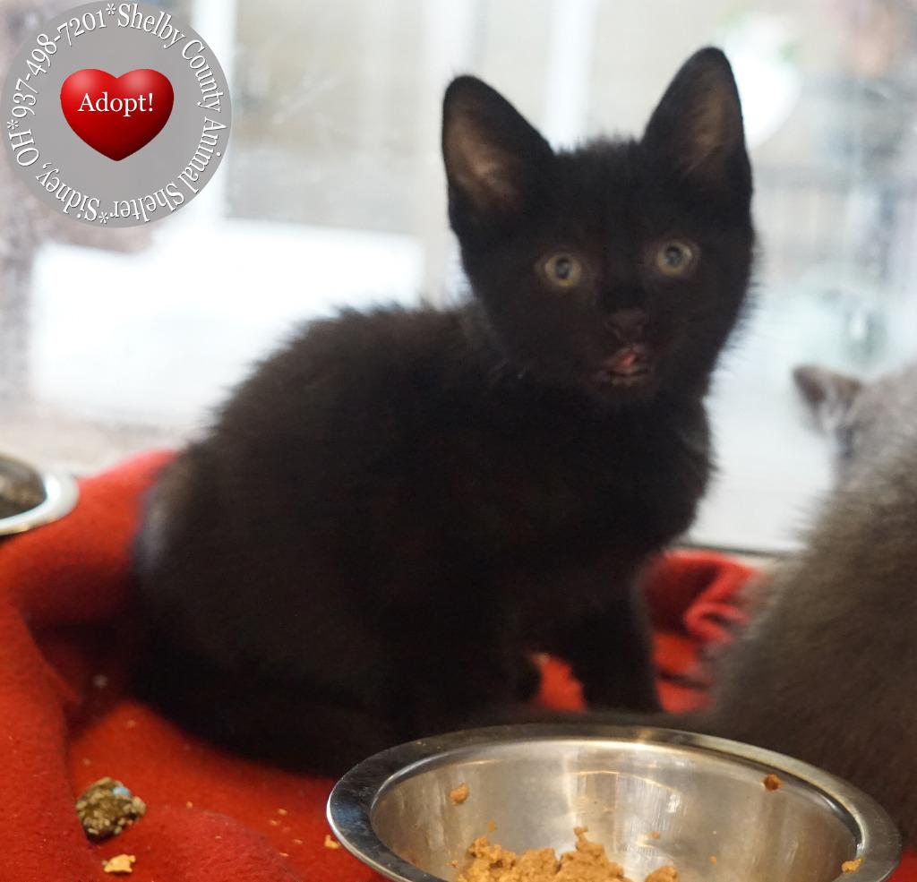 Enlarge Char, a Adopted mixed breed in Sidney, OH image 3/6