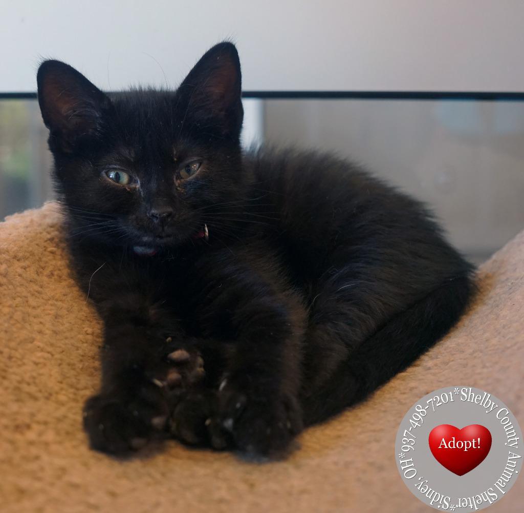 Enlarge Char, a Adopted mixed breed in Sidney, OH image 4/6