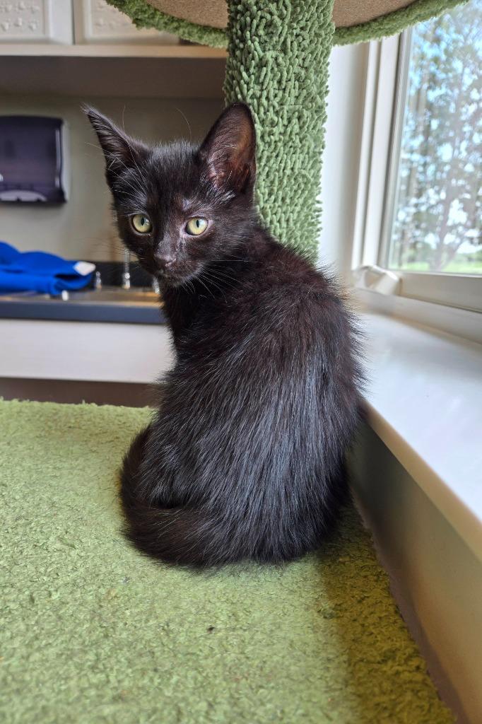 Enlarge Char, a Adopted mixed breed in Sidney, OH image 5/6