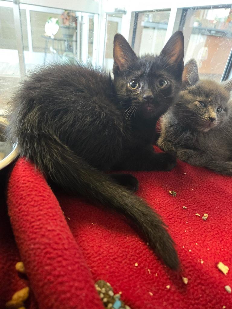 Enlarge Char, a Adopted mixed breed in Sidney, OH image 6/6