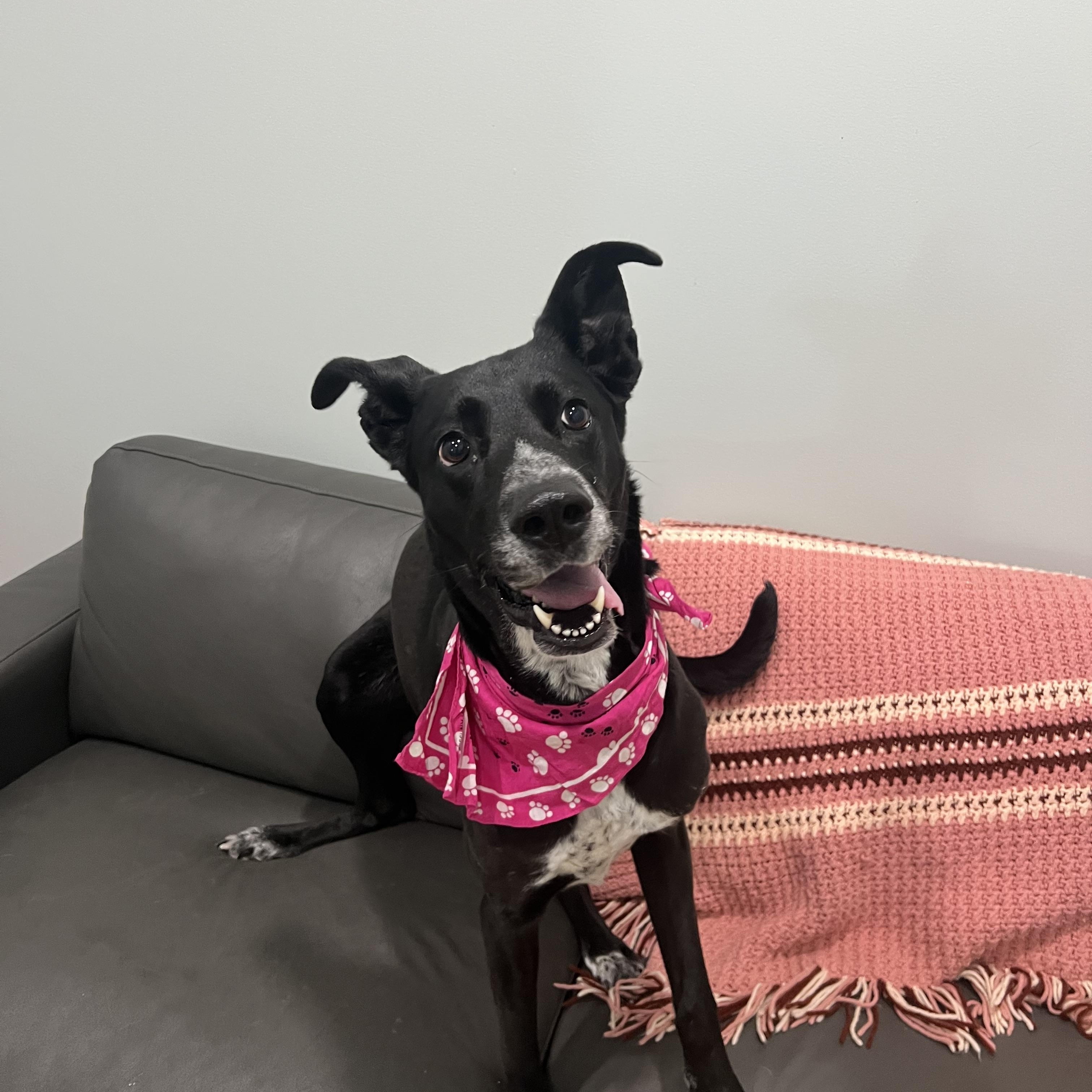 Enlarge Raven- Currently Enrolled in Prison Training Program, a Adoptable mixed breed in Sault Sainte Marie, MI image 2/3