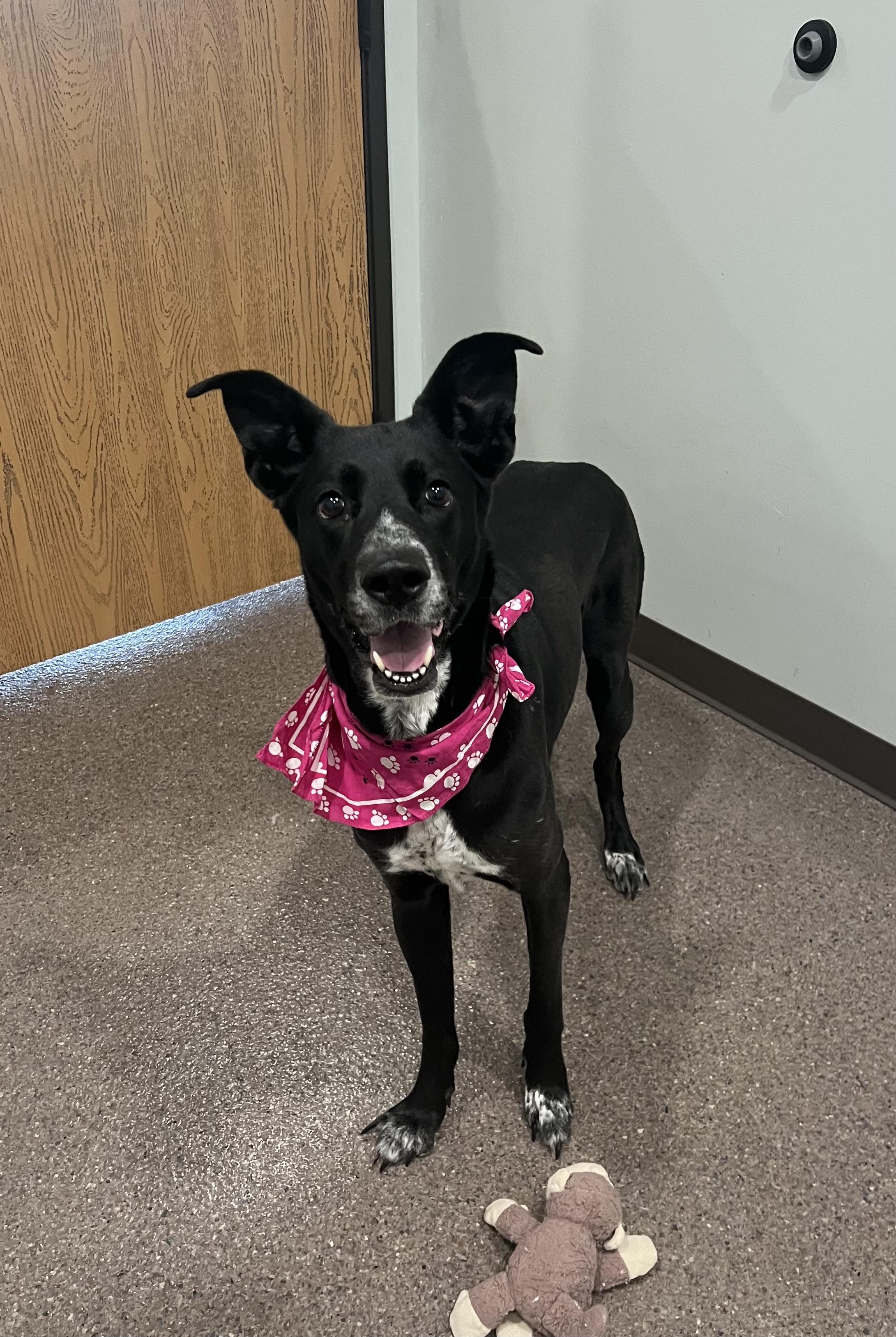 Enlarge Raven- Currently Enrolled in Prison Training Program, a Adoptable mixed breed in Sault Sainte Marie, MI image 3/3