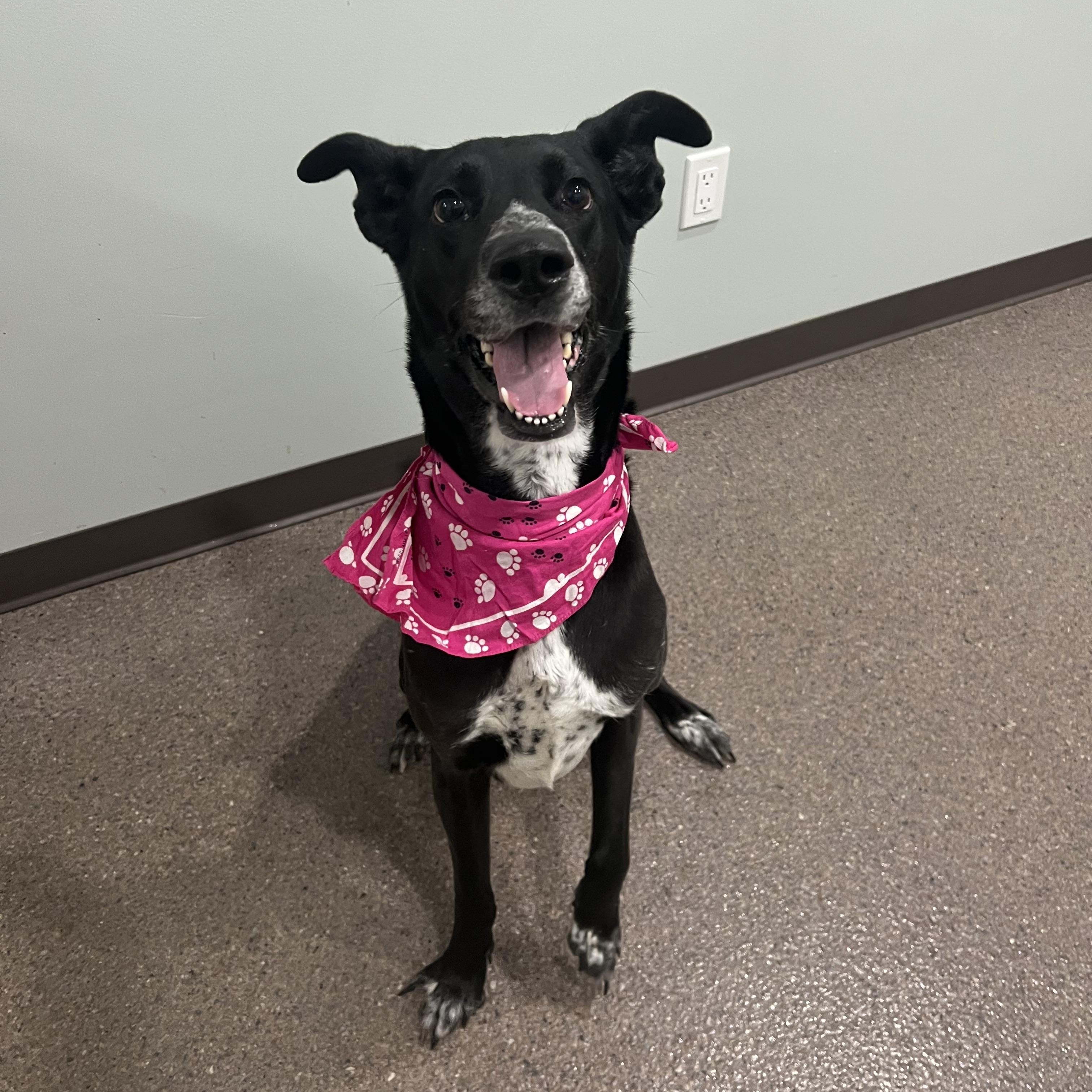 Enlarge Raven- Currently Enrolled in Prison Training Program, a Adoptable mixed breed in Sault Sainte Marie, MI image 1/3