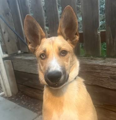 Scooby, Adoptable, Young Male Cattle Dog & Mixed Breed.