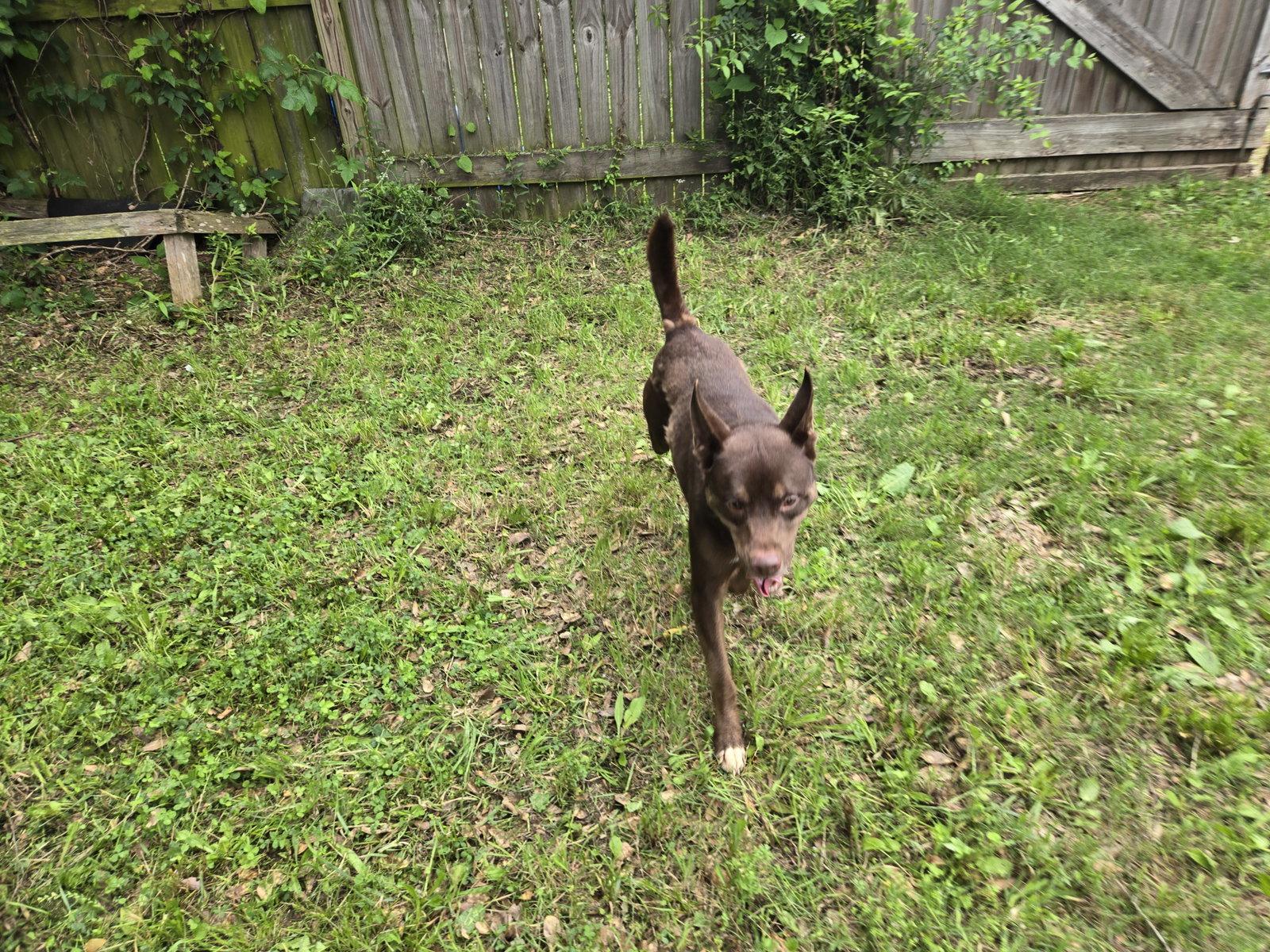 Highland, ADOPTABLE, Young • Male, Australian Shepherd & Australian Kelpie.