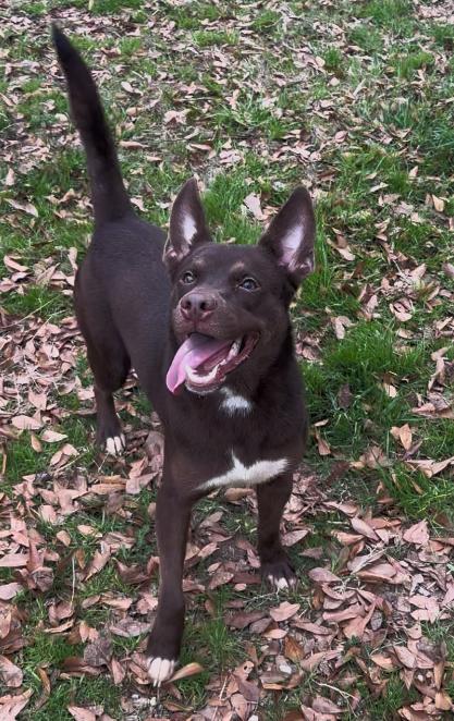 Enlarge Highland, a Adoptable mixed breed in Jackson, MS image 2/3