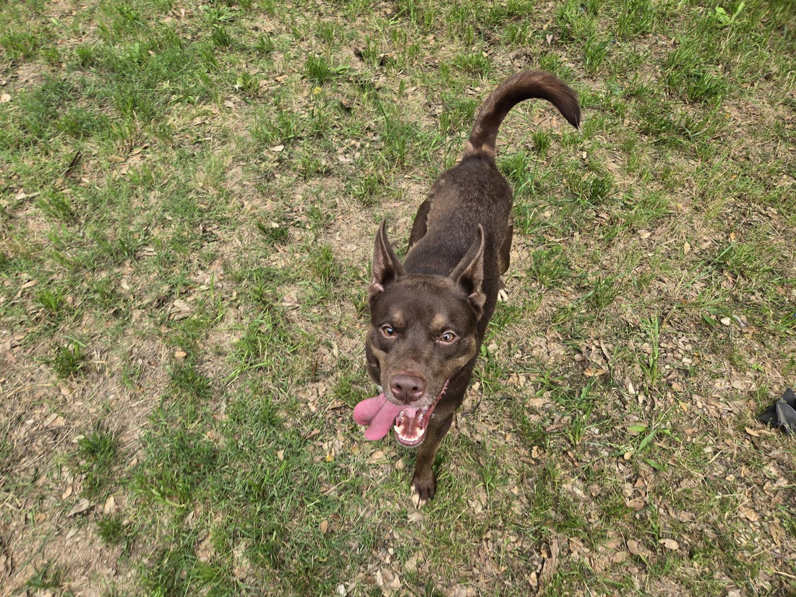 Enlarge Highland, a Adoptable mixed breed in Jackson, MS image 3/3