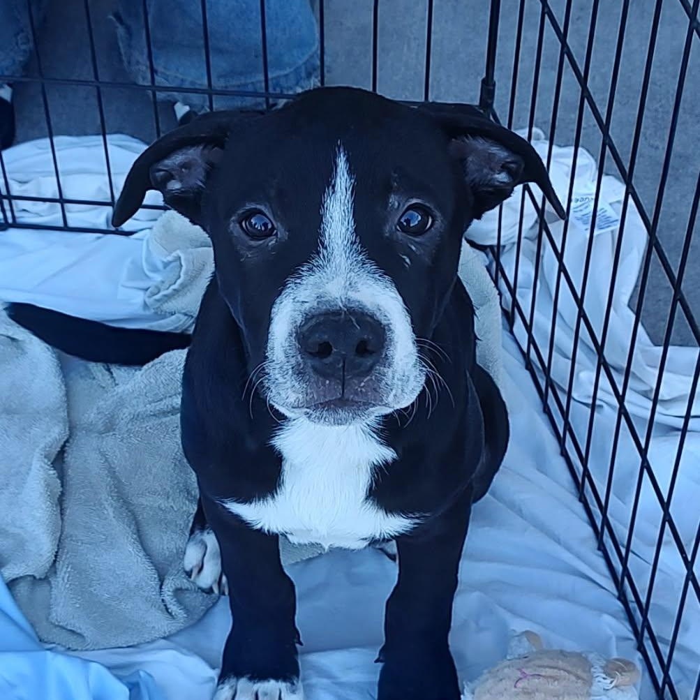 Ocean, Adoptable, Puppy Male Pit Bull Terrier.