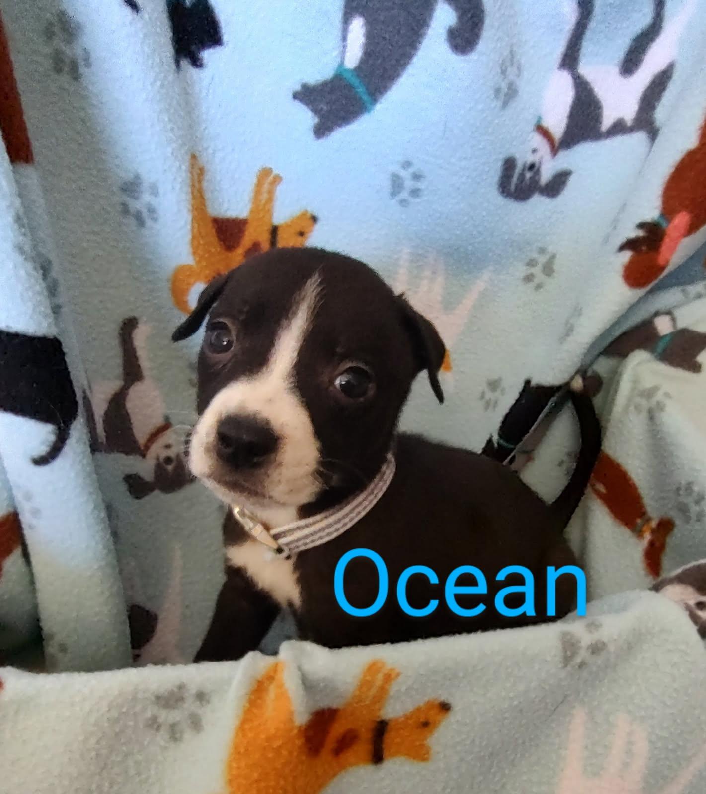 Ocean, Adoptable, Puppy Male Pit Bull Terrier.