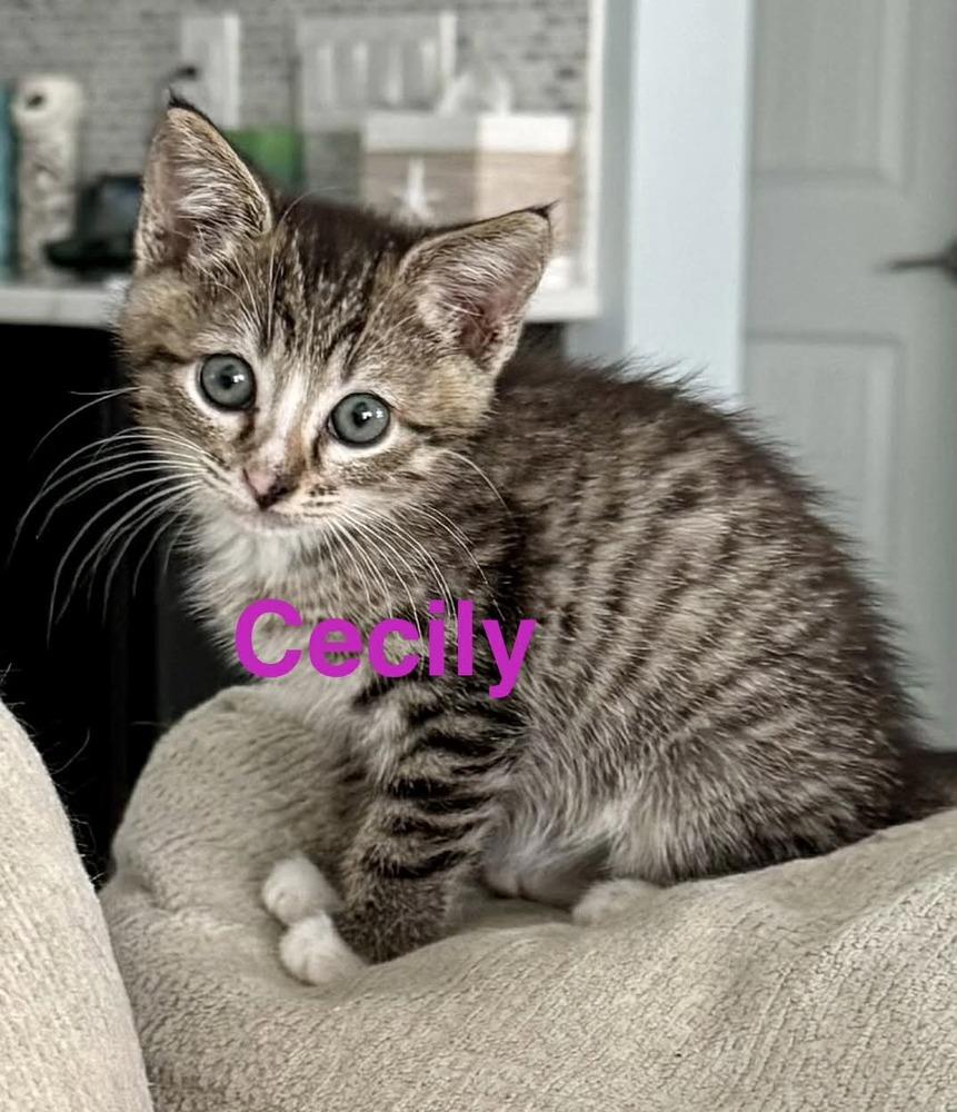 Cecily, Adoptable, Adult Female Tabby.