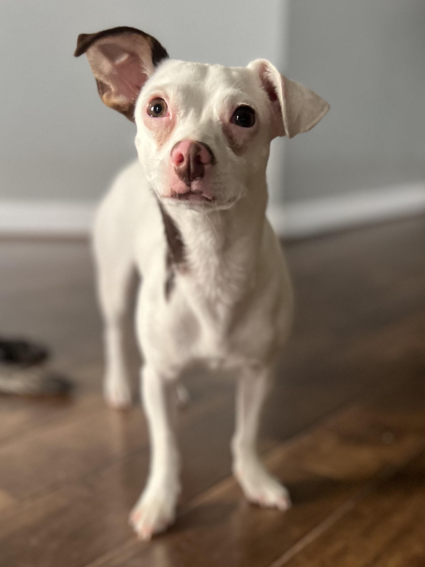 Enlarge Rabella WA14361-T, a Adoptable mixed breed in Bellevue, WA image 6/6