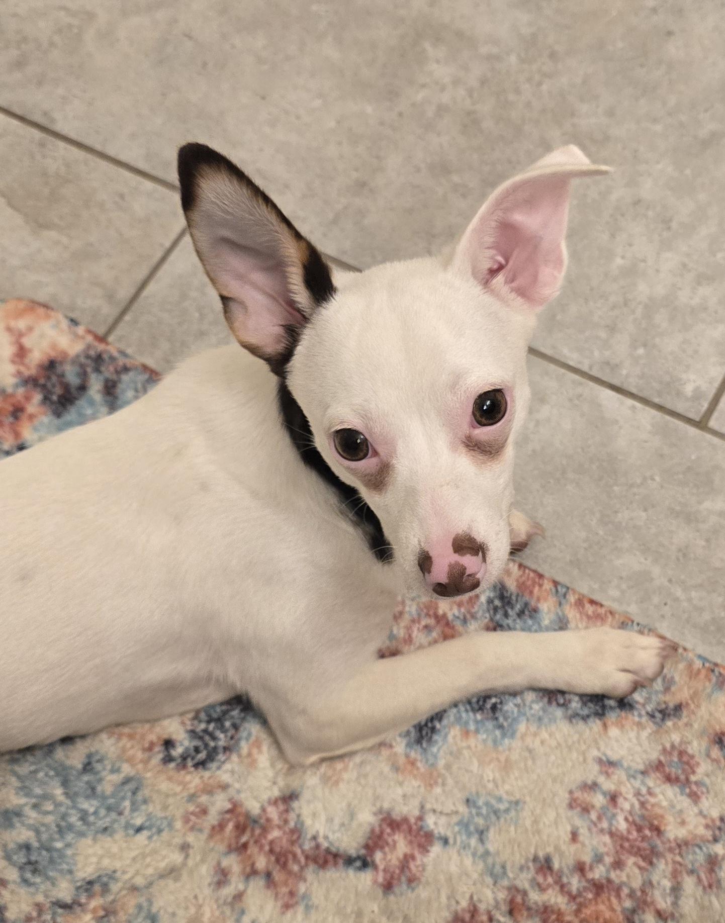 Enlarge Rabella WA14361-T, a Adoptable mixed breed in Bellevue, WA image 3/6